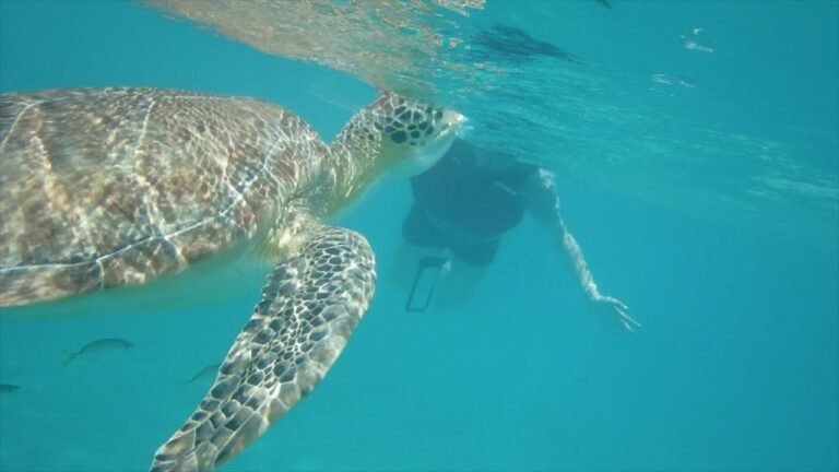 圣托马斯跟海龟一起潜水 Snorkeling with Sea turtles in St. Thomas