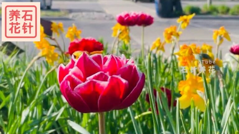 打造春天热闹的花园？看看这里选择了哪些小花 –  spring flower garden