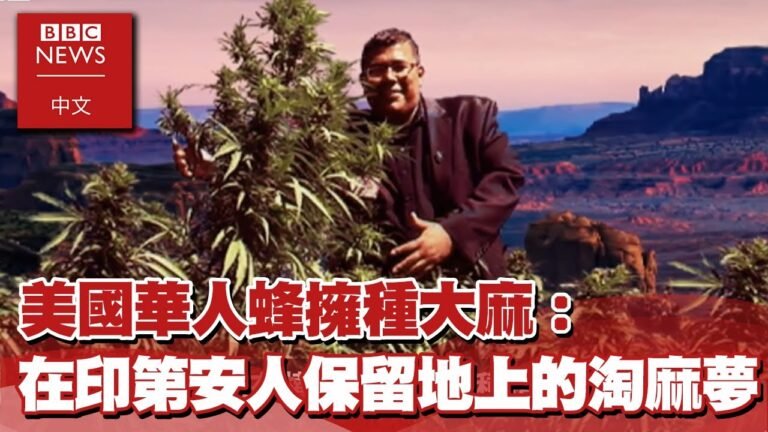 美國華人蜂擁種大麻：在印第安人保留地上的「淘麻夢」 －BBC News 中文ｘEBC東森新聞  @東森新聞 CH51