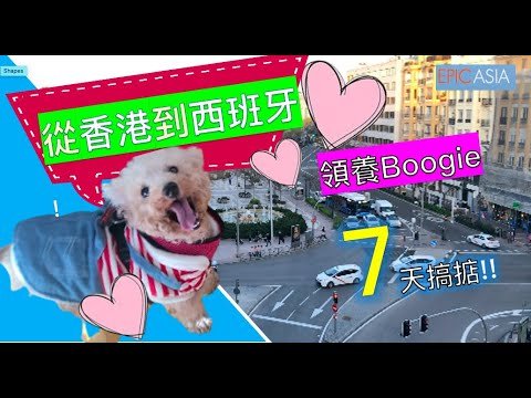 從香港到西班牙，在七天的時間，領養了在香港被人遺棄的 Boogie 狗狗 – LIVING IN SPAIN 🇪🇸& PORTUGAL 🇵🇹