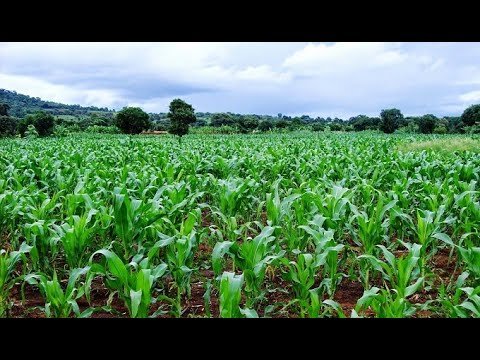 幾內亞比紹 – – 最便宜的護照