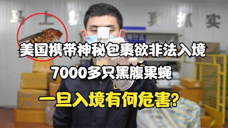美国非法携带7000只黑腹果蝇想“偷渡”，背后到底有什么目的？