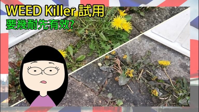 WEED Killer 試用 | 移民英國小鎮生活點滴-生活站 Chan Family