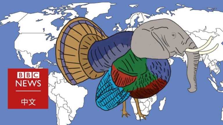 聖誕節的火雞遇上國籍煩惱－ BBC News 中文