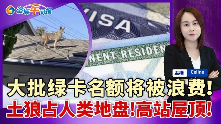 辉瑞ceo称美国一年内恢复正常生活！大批绿卡名额将被"浪费"影响绿卡抽签者！橙县一土狼站到民宅屋顶宣示主权！Sears再关洛杉矶门店 促销进行中！洛城午间报 0927.2021