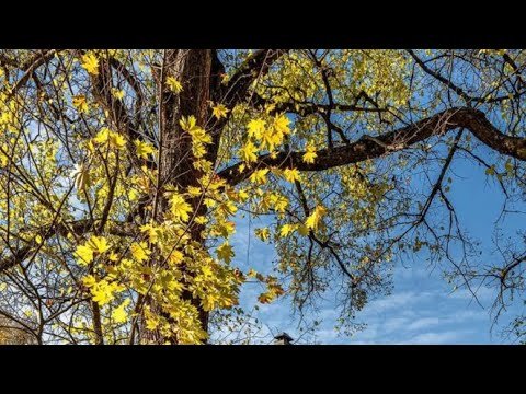 高人论道：中国～正在走向 军国 主义 国家的道路……