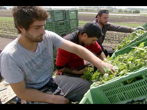 社會保險制度 :瑞士把失業保險金發到了葡萄牙？