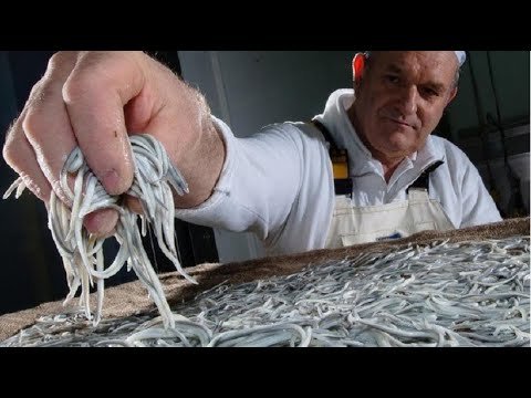 被我国拿来喂猪的食物，却成了西班牙的美味佳肴，1斤卖到上万元！
