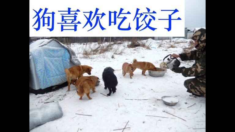 大海买80个饺子，喂19条流浪狗，吃饱了过个年吧