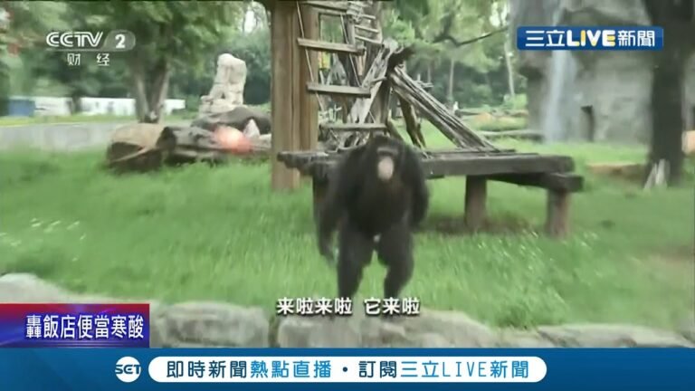 調教沒水準中國遊客? 黑猩猩被惹毛"怒砸蘋果" ! 十一連假爆量遊客無視警語繼續餵食 引來這反擊..│記者 魏仁君│【國際大現場】20211005│三立新聞台
