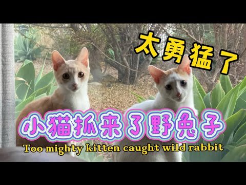 【194】让小猫住在院子里，意想不到的事情发生了……March 18, 2022