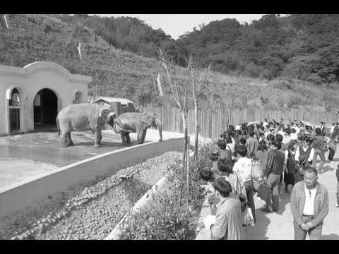 【歷史上的今天1207】木柵動物園正式開放｜日軍偷襲夏威夷珍珠港｜英業達溫世仁過世