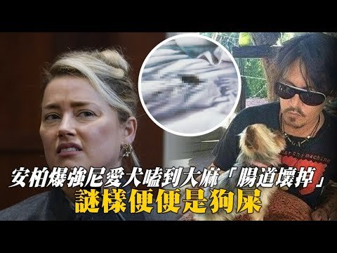 安柏赫德沒照實捐2億和解金怪罪前夫 強尼戴普床上謎樣便便推給狗屎 Johnny Depp ACLU 馬斯克 誹謗官司 Amber Heard 離婚 家暴受害者