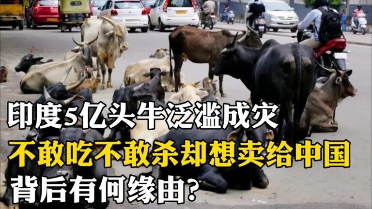 印度5億頭牛氾濫成災，不敢吃不敢殺卻想賣給中國，背後有何緣由？