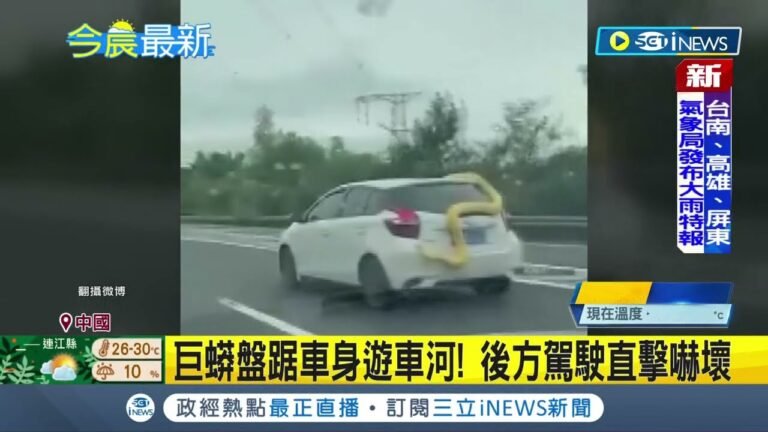 載"黃金巨蟒"兜風！ 巨蟒盤踞車身遊車河突"摔車"嚇壞後方駕駛｜【國際局勢】20220705｜三立iNEWS