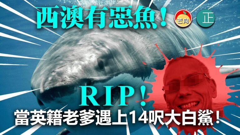 20211109C【西澳有惡魚！ 】RIP！當英籍老爹遇上14呎大白鯊！
