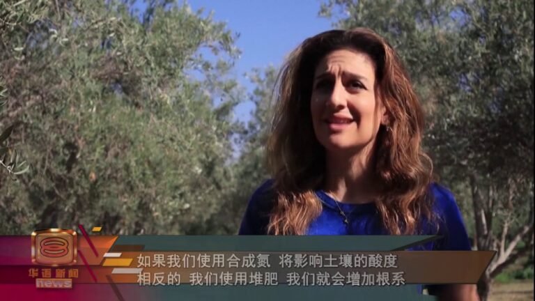热浪侵袭橄榄树不结果    地中海岛国干旱恐加剧