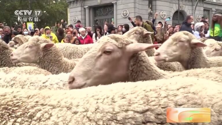 [中国三农报道]西班牙马德里：千余只羊“移牧节”上“逛大街”|农业致富经 Agriculture And Farming