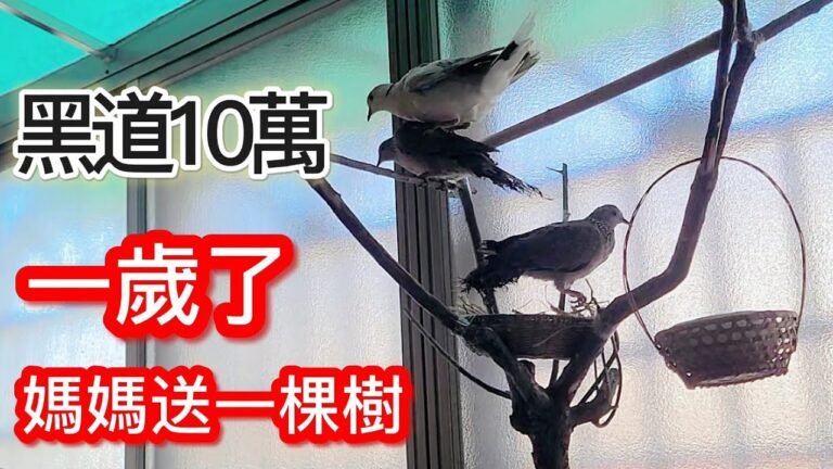 ［黑道十萬］一歲生日了🏆收到的禮物 太豐富了 有吃/有樹/還有陪